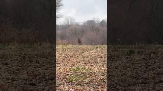 Wisconsin whitetail buck during rut 2024! #whitetaildeer #whitetailbucks #buck #hunting #whitetails