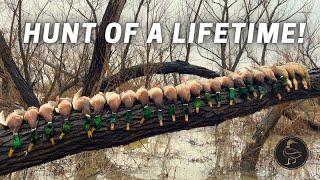 Best Duck Hunt of My Life! Mallards in Flooded Willows!
