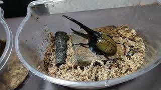 ALIVE Dynastes Hercules beetle Breeding Workshop