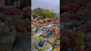 Sen đá siêu đẹp | Beautiful succulents 多肉植物| 다육이들 | Suculentas