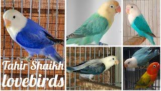 Tahir Shaikh Lovebirds | breeding setup | By Wajahat Munawar