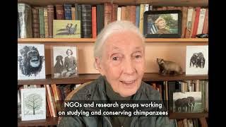 Dr. Jane Goodall's Message on World Chimpanzee Day 2024