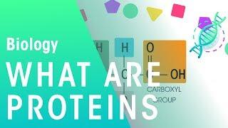 What Are Proteins | Cells | Biology | FuseSchool