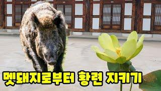 해인사 템플스테이 연꽃작업 중 생긴 일 / 그냥 저절로 피는 꽃이라고 생각했다