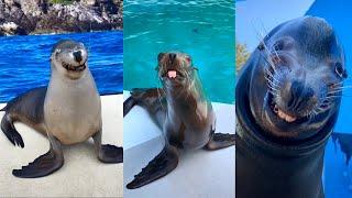 FUNNY SEA LIONS SMILING and CLAPPING 2023 | TikTok Try Not To Laugh Compilation