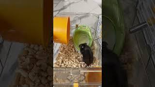 Туалет Potty Kit #самисусами