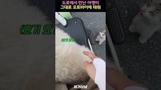도로에서 만난 아깽이