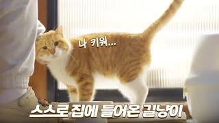 스스로 집에 들어온 길냥이의 첫 만남부터 입양까지 [몰아보기]