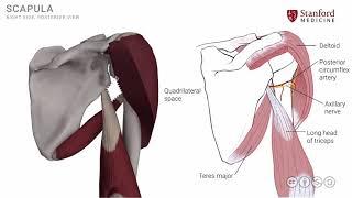 Anatomy of the Upper Limb: Shoulder Muscles - Posterior View