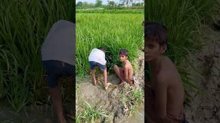 Dhan ke khet se pakerliya macchli(193) Hindi fishing vlog || hindi village fishing video ||