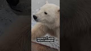 Учёные облетели остров Белый в поисках белых медведей #новости #янао