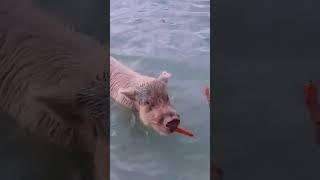 Swimming Pigs of Bahamas