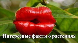 Интересные факты о растениях