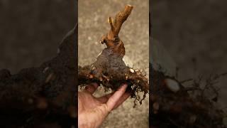 Fieldgrowing Maple Bonsai is easy ( Cut everything off )