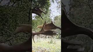 INCREDIBLE Deer Fight SO Close!!!  OMG!!!!!!