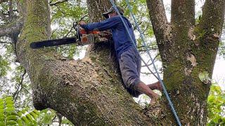 High risk !! Cut down the trembesi tree with many branches near the house.