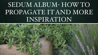 HOW TO PROPAGATE SEDUM ALBUM