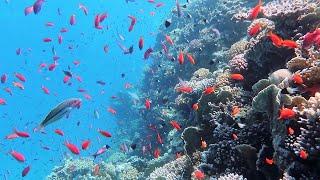 Snorkeling Sharm El Sheikh. Red Sea. Ras Mohammed National Park. The Alternatives. July 2023