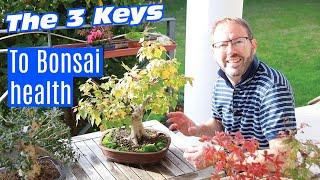 Bonsai care - How to keep your bonsai healthy (forever)