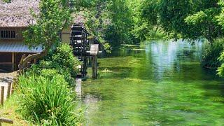 [4K] 初夏の清流と水車小屋 「大王わさび農場」（長野県安曇野市） Clear stream and watermill in early summer,Azumino,Nagano,JAPAN