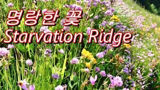 명랑한 꽃 Starvation Ridge Trail