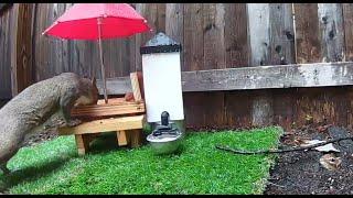 Mellie the Chipmunk - hiding from Grandpa Squirrel.