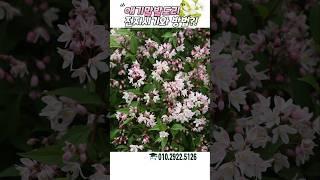 화려한 꽃 애기말발도리 전지하는 방법과 시기를 알려드립니다 #가드닝 #정원 #정원꾸미기