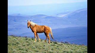 Horses of the Horse Heaven Hills