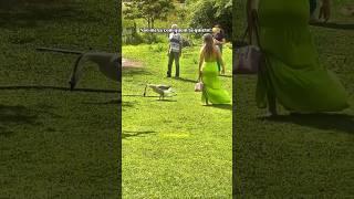 Epic Bigfail Hits #shorts #funny #fails