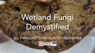 Wetland Fungi Demystified