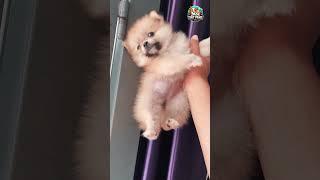  Funny and Cute Pomeranian Puppies 