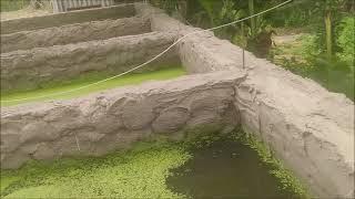 Duckweed For Water Purification And Fish Food