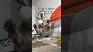 Кошка ходит мимо лотка, как приучить кошку к лотку