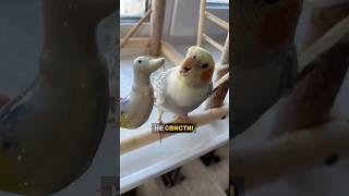 Художественный свист попугая Кореллы. Попугай поёт. Говорящий попугай. #корелла #попугай #cockatiel