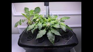 Complete Guide to Growing Peppers in AeroGarden