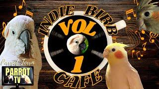 Indie Birb Cafe [Vol. 1]  Indie Alternative Music for Birds | Parrot Music TV for Your Bird Room