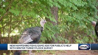 New Hampshire Fish and Game ask for public's help with Winter Turkey Flock Survey