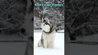 Keen Escape Planners: Some Huskies have been known to open doors #pettalk  #husky