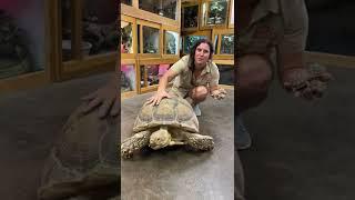 BIg vs Small Sulcata Tortoise! 