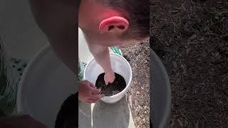 Growing potatoes in Buckets