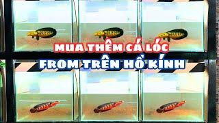 Mua Thêm Cá Form Cá Lóc Yellow SenTarum Nuôi Trên Hồ Kính
