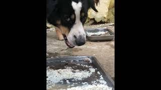 E SAN like fish Ep 210 #dog #cute #cat #shorts #videoshort #dogeating #puppy