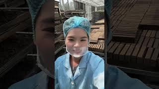 需要儋州本土黑糖的来，大家卷起来工厂实拍视频 我为家乡农产品代言 黑糖