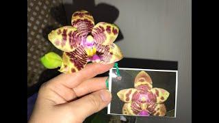 My orchids. Цветение phal. Belina и phal. Anaconda Tina,15.10, 2022