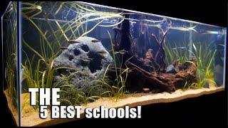 THE 5 BEST Schooling Fish PLUS One You May Not Think of! 