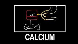 Calcium-Haushalt im Körper: Physiologische Grundlagen und Regulation