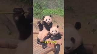 今日份爱宝乐园实拍。#大熊猫 #睿宝辉宝 #来这吸熊猫 潘达团子