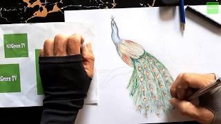 How to Draw a Peacock, MitGreen TV