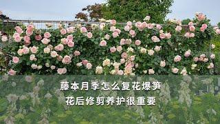 藤本月季怎麼復花爆筍，花後修剪養護很重要