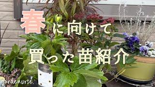 【ガーデニング】おしゃれ庭ベランダガーデニング春の購入苗紹介と花壇の土作りと植え付け【看護師の暮らし】